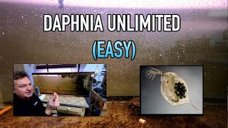 How I Raise Daphnia Water Fleas And You Can Too [upl. by Hpotsirhc]