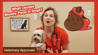 4 Simple Steps to Manage Yeast Infections in Dogs [upl. by Freida]