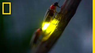 Watch Fireflies Glowing in Sync to Attract Mates  National Geographic [upl. by Nahtanaj]