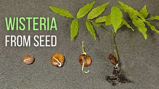 How to grow Wisteria from seed [upl. by Leind]