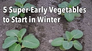 5 SuperEarly Vegetables to Start in Winter [upl. by Attenoj]