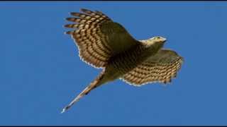 Sparrowhawk Bird Call Bird Song [upl. by Hgielak]