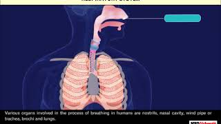 Respiration in Organisms  Class 7 [upl. by Salokcin231]