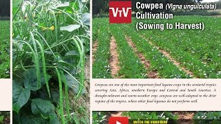 How to cultivate cowpea Vigna unguiculata [upl. by Kayne]