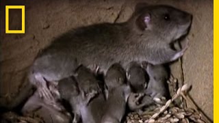 Momma Rat 15000 Babies a Year  National Geographic [upl. by Anirrak]