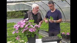 BOUTURER PLANTER ET TAILLER LES HORTENSIAS [upl. by Yenhoj683]