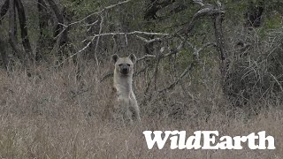 WildEarth  Sunset Safari  26 August 2023 [upl. by Phaih]