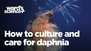 Caring and Culturing for Daphnia [upl. by Rodie130]