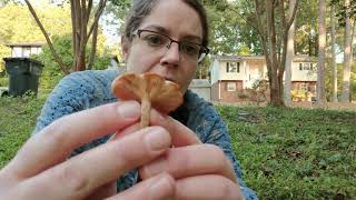 ID Armillaria tabescens the ringless honey mushroom [upl. by Namreg]