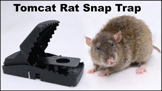 The Tomcat Rat Snap Trap amp A Bobcat Mousetrap Monday [upl. by Till]