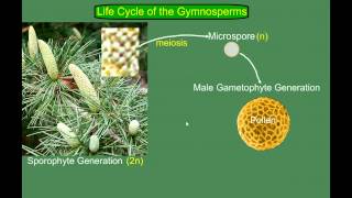 Gymnosperm Pine Life Cycle [upl. by Ahsinnek]