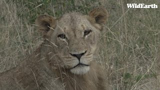 WildEarth  Sunset Safari  1 March 2022 [upl. by Cleodel]