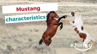 Mustang Horse  characteristics origin amp disciplines [upl. by Garlaand268]