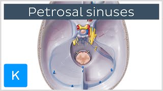 Petrosal Sinuses  Human Anatomy  Kenhub [upl. by Airyk]