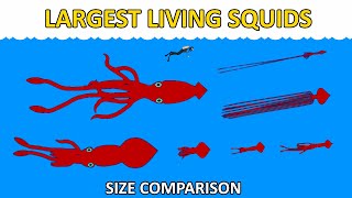 Largest Squids  Size Comparison  Real Life Sea Monsters [upl. by Ree]