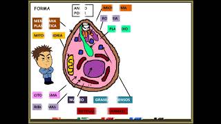 Paludismo Malaria PLASMODIUM FALCIPARUM [upl. by Limann]