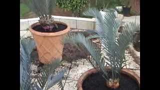 How to transplant Cycads and Suckers [upl. by Wehtam]