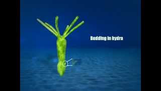 ELearning  Budding in Hydra [upl. by Ettelra104]