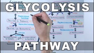 Glycolysis Pathway [upl. by Ballman]