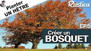 Créer un bosquet – 5  Planter un hêtre [upl. by Franchot]