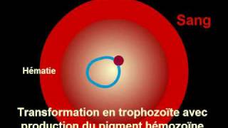 Cycle Plasmodium Malaria [upl. by Fablan672]