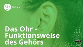 Das Ohr So funktioniert unser Gehör – Biologie  Duden Learnattack [upl. by Corliss]