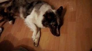 Epilepsie Hund Australian Shepherd Krampf Anfall [upl. by Harol]