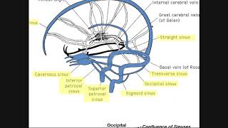 Cranial Sinuses  Anatomy amp Ordered Flow of Venous Blood [upl. by Wyatan]