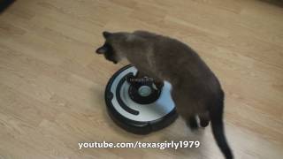 Cat shows HOW TO use iRobot Roomba Vacuum [upl. by Braasch]