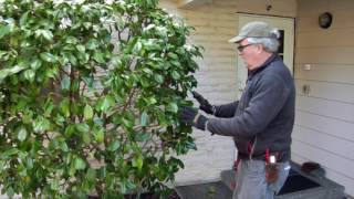 Properly Pruning A Camelia w Seattle Arborist Chip Kennaugh [upl. by Lancelle]