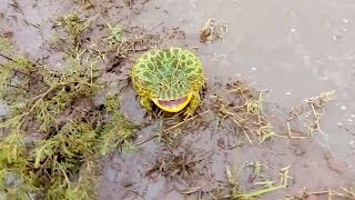 Toad Screams in Self Defence Technique [upl. by Hanikas997]