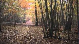 Feuilles dautomne sous le vent [upl. by Learrsi]