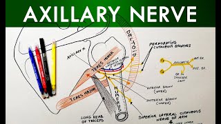 Axillary Nerve  Course amp Branches  Anatomy Tutorial [upl. by Arymahs682]