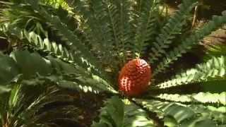 The Garden Gurus  Growing Cycads [upl. by Brieta]