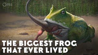 The Biggest Frog that Ever Lived [upl. by Aitas316]