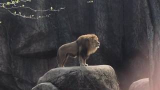 Epic Lion Roar at Lincoln Park Zoo [upl. by Huppert343]