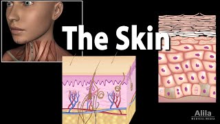 Anatomy and Physiology of the Skin Animation [upl. by Ad]