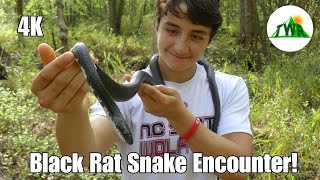 The Black Rat Snake Everything You Need To Know 4K [upl. by Neely]