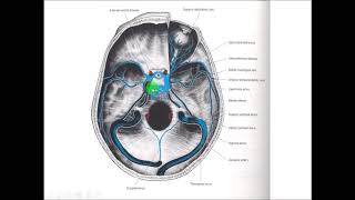 Anatomy of the DURAL VENOUS SINUSES  Cavernous Sinus  Dr Yusuf [upl. by Ennairej798]