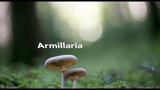 Armillaria ostoyae pronunciation [upl. by Lehcir]