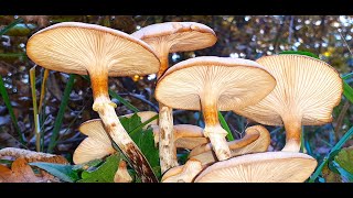 Armillaria Mellea  Honey Fungus [upl. by Ormond]