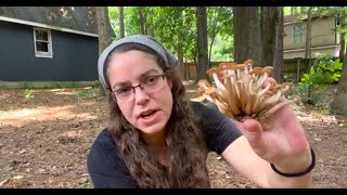 Ringless honey mushrooms Desarmillaria caespitosa  How to cope with scientific name changes [upl. by Tanney36]