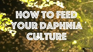 How To Feed Your Daphnia Culture [upl. by Merta]