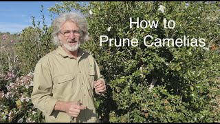 How to Prune Camelias [upl. by Woods]