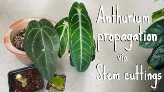 Anthurium propagation Stem cuttings [upl. by Norvun]