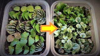 Peperomia Leaf Propagation in Soil [upl. by Assena]