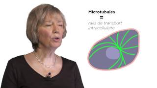 MOOC côté cours  Les microtubules [upl. by Aela274]