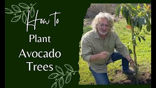 How to Plant Avocado Trees [upl. by Aihseym]