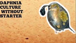 HOW TO CULTURE DAPHNIA NATURALLY WITHOUT A STARTER [upl. by Halstead]