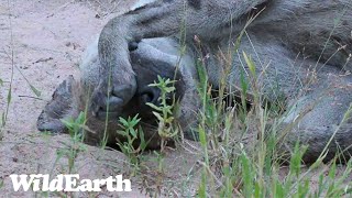 WildEarth  Sunset Safari  24 January 2024 [upl. by Katha266]